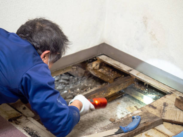 Best Commercial Mold Removal  in Brodheadsville, PA