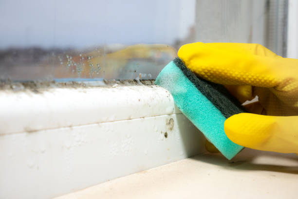 Best Mold Removal Near Me  in Brodheadsville, PA