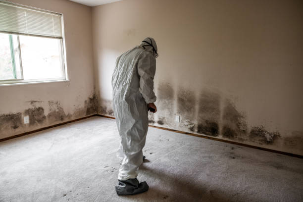 Best Mold Damage Repair  in Brodheadsville, PA
