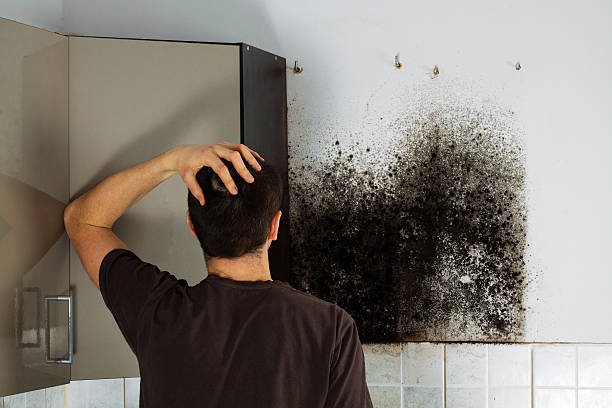 Best Residential Mold Removal  in Brodheadsville, PA