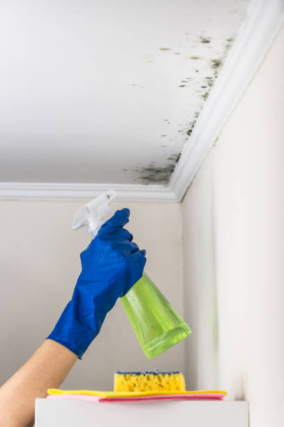 Best Mold Cleaning Services  in Brodheadsville, PA