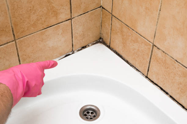 Best Emergency Mold Removal  in Brodheadsville, PA