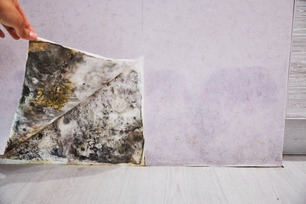Office Mold Removal Services in Brodheadsville, PA